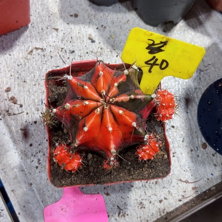 无花朵牡丹111111111111111个