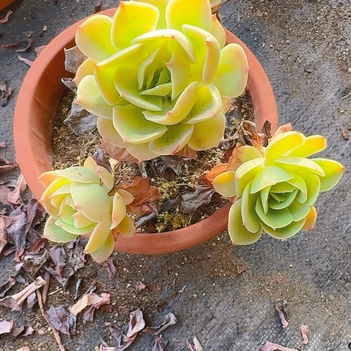 千**丝多肉植物一物一拍