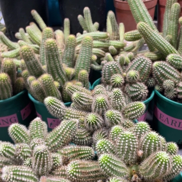 群生多头白檀吕根岛火焰