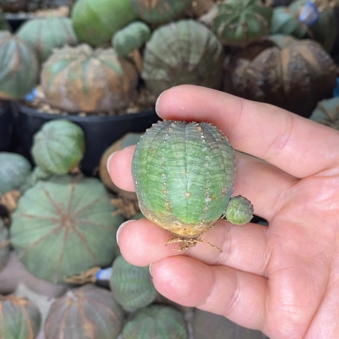 侧芽布纹球一物一拍