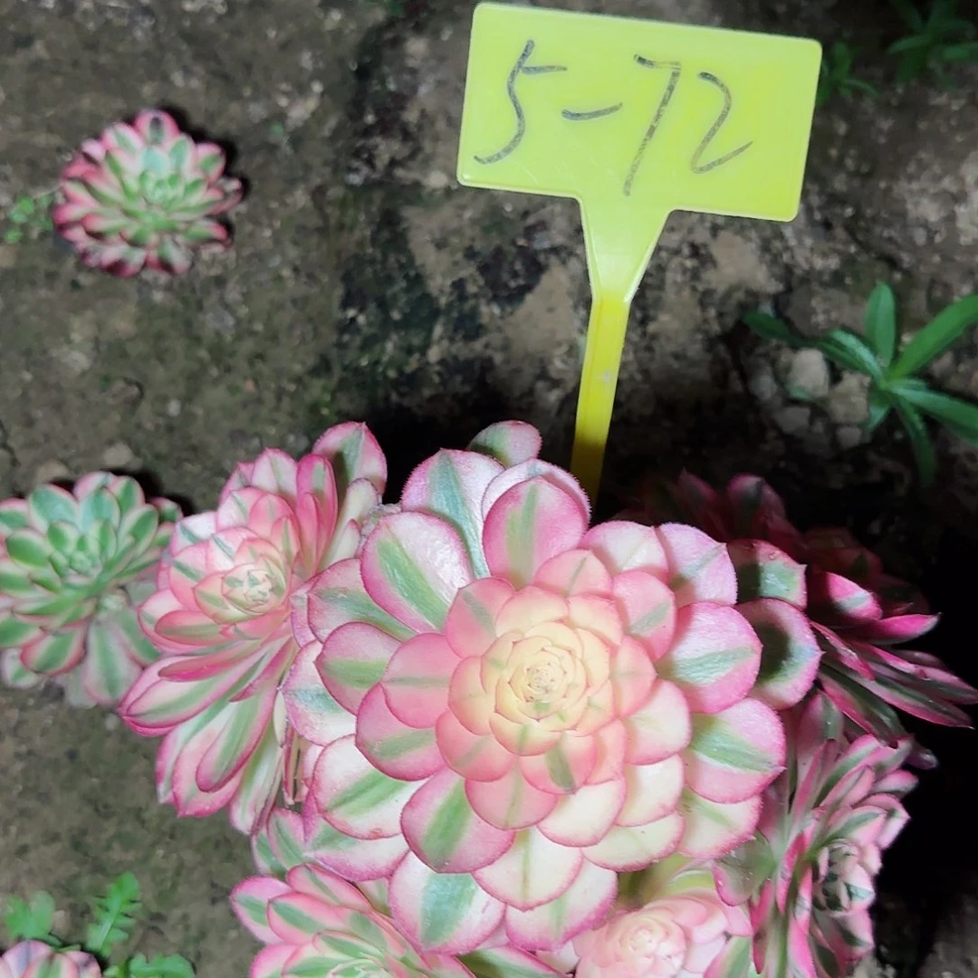 5-72---多头多肉植物