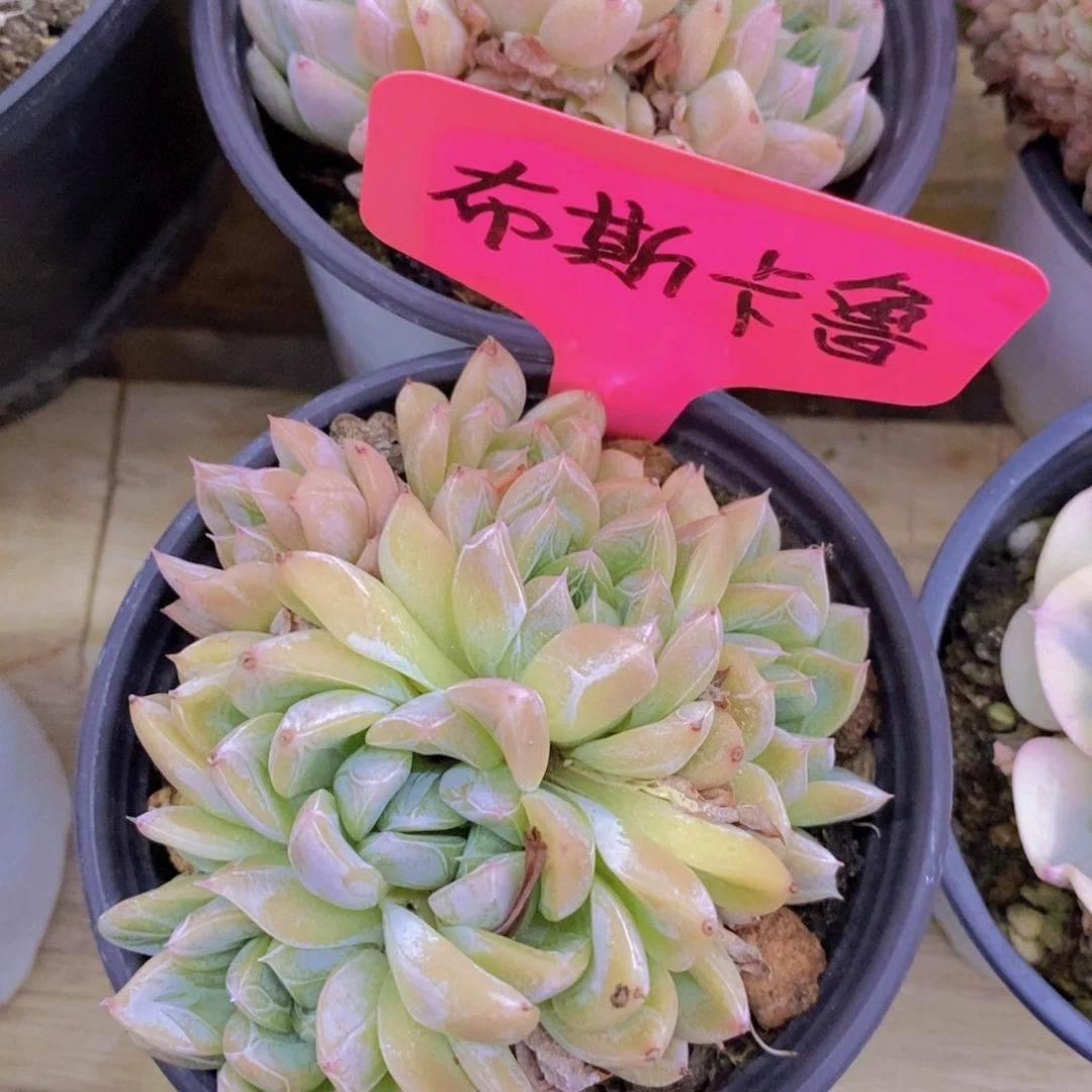 清货，一物一拍，不对比