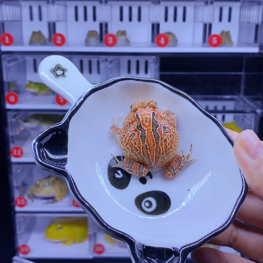 彩色蚕宝宝角蛙3-10cm闪购专享链接