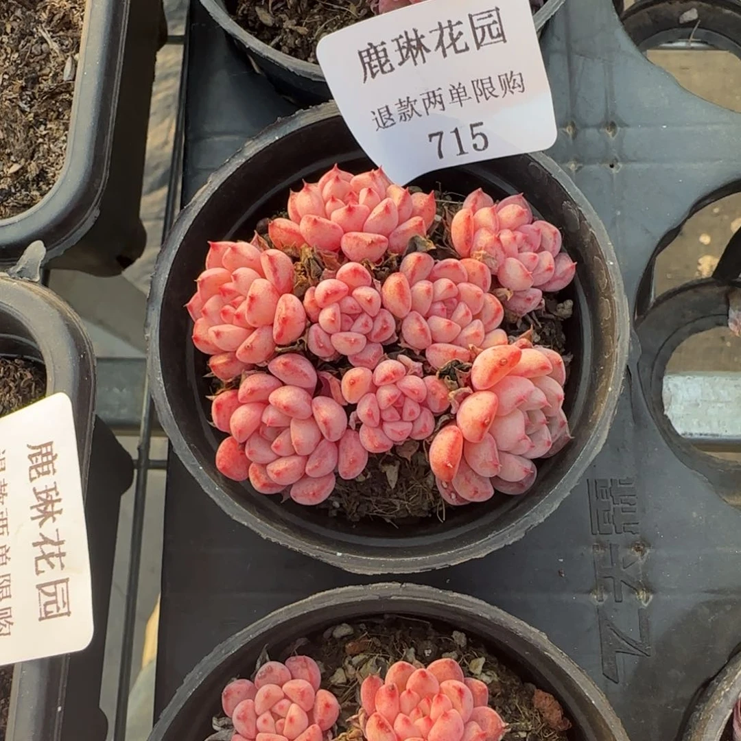 一***洋闪购精品多肉715号