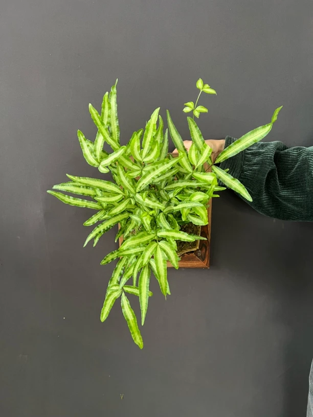 阿波银线蕨、室内板植款好养观叶绿植