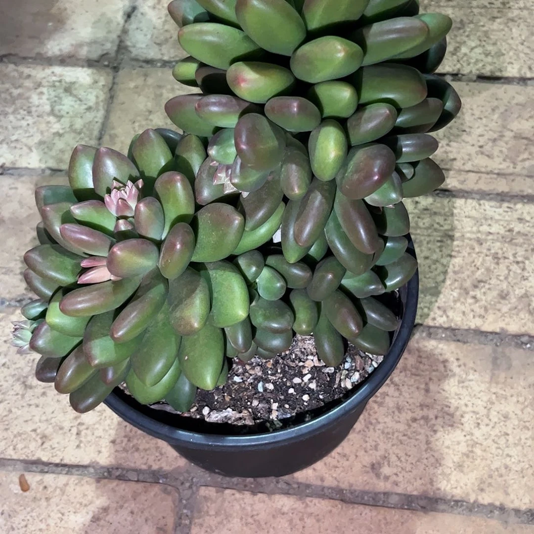 *️*寄养链接的肉肉的