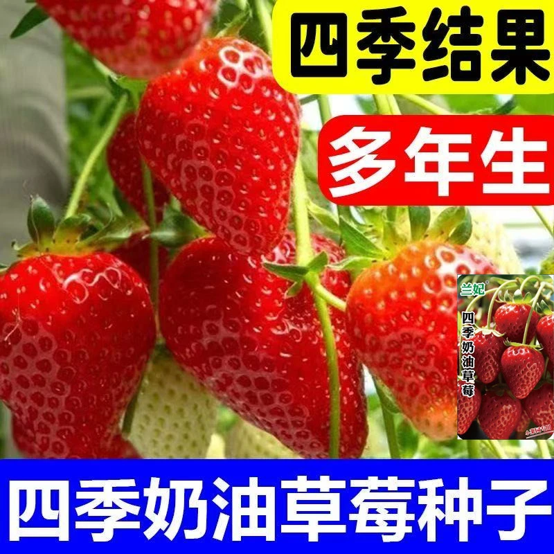 四季奶油草莓种籽春秋草莓种子室外水果草莓种子大全盆栽新手易种