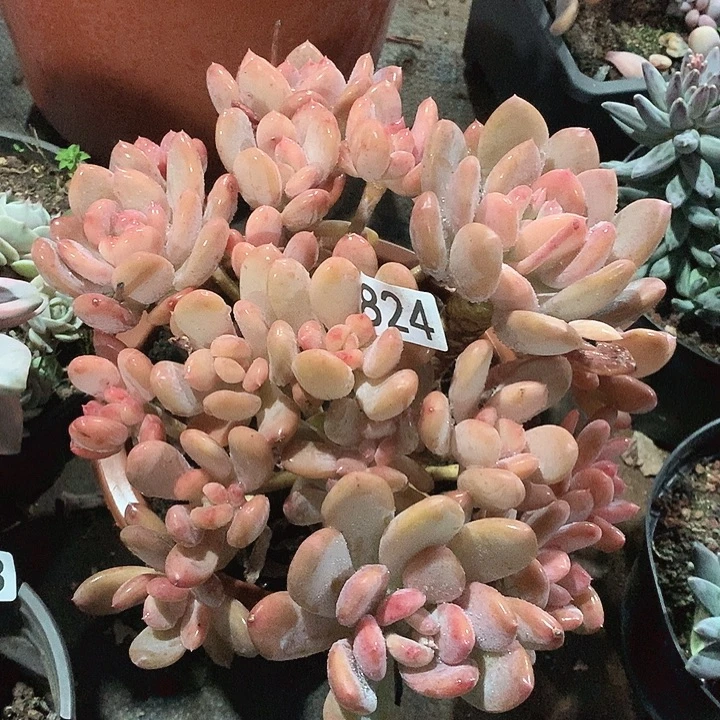 824灰姑娘一物一拍多肉