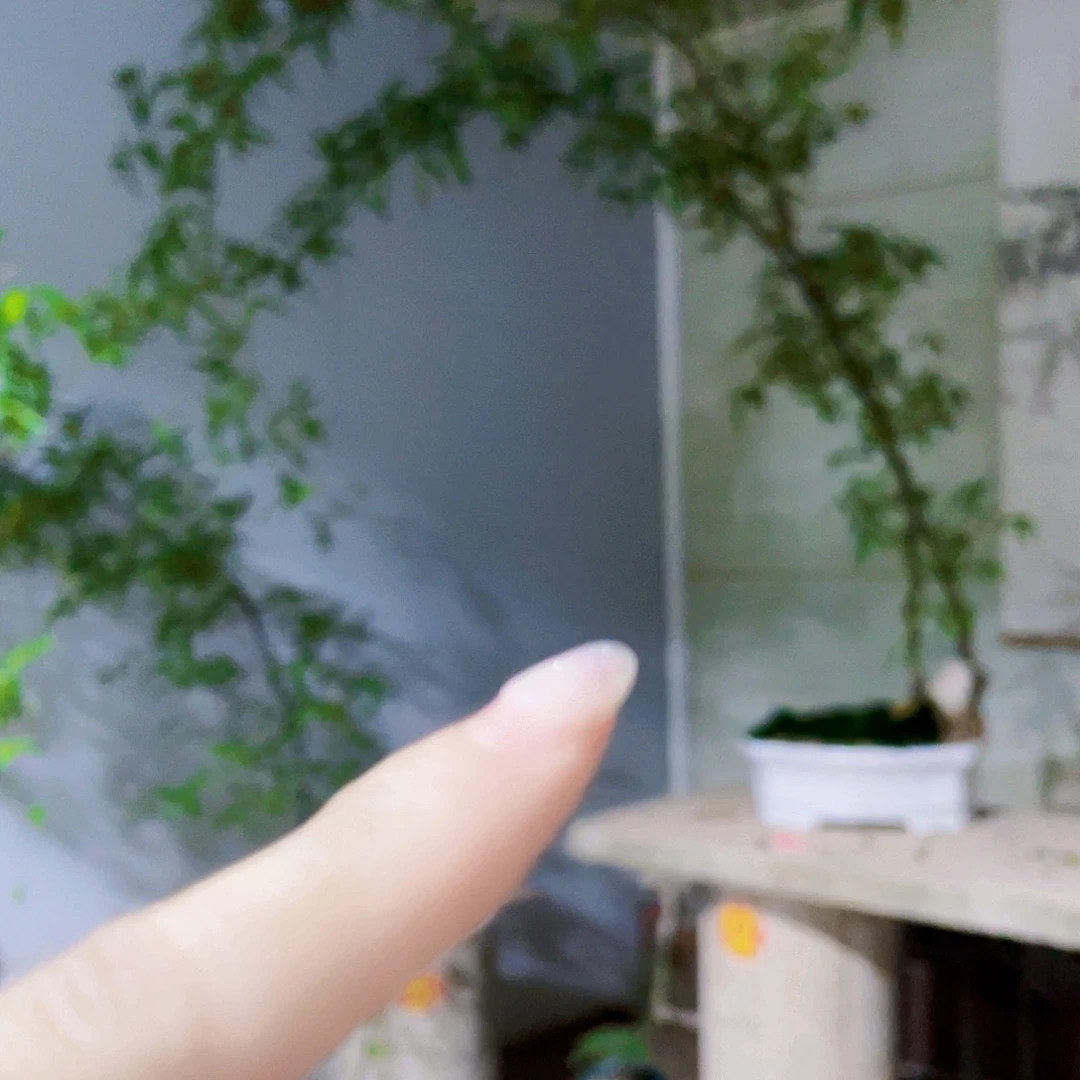 阜***猴小叶簕竹熟桩陶瓷盆一物一拍