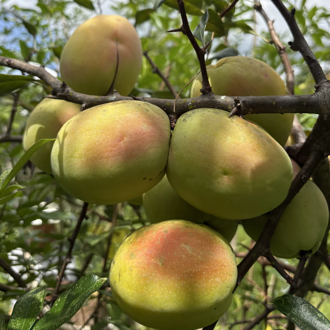 酸木瓜 保山施甸东山头红花酸木瓜 云南酸木瓜 送火烧糊辣子