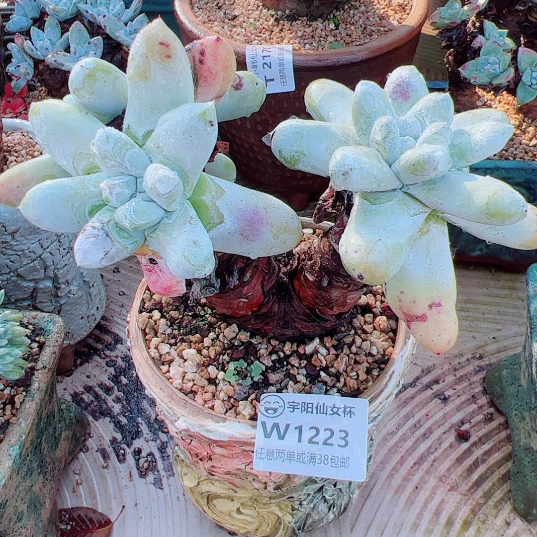 1223拇指仙女杯多肉
