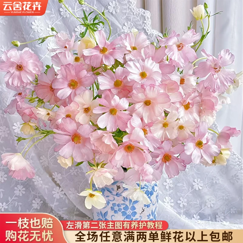 【云舍花卉】【油画粉】蝴蝶洋牡丹 任意满两单及以上鲜花包邮发货