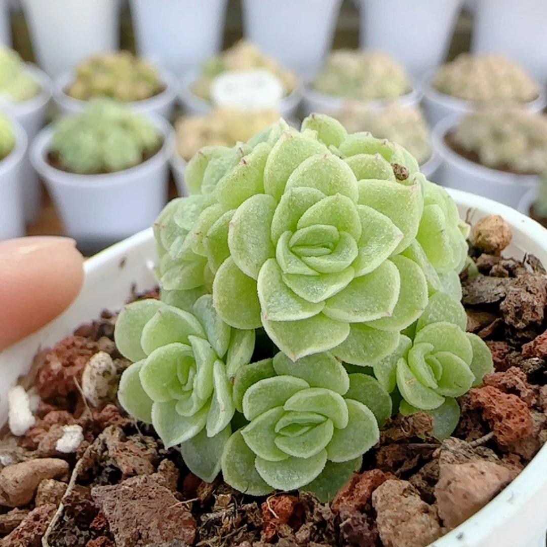 1113-232（优选麦杆）