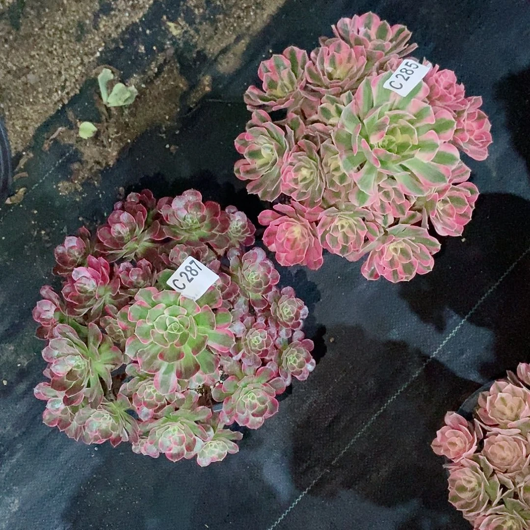 用***9组合287285多肉11111