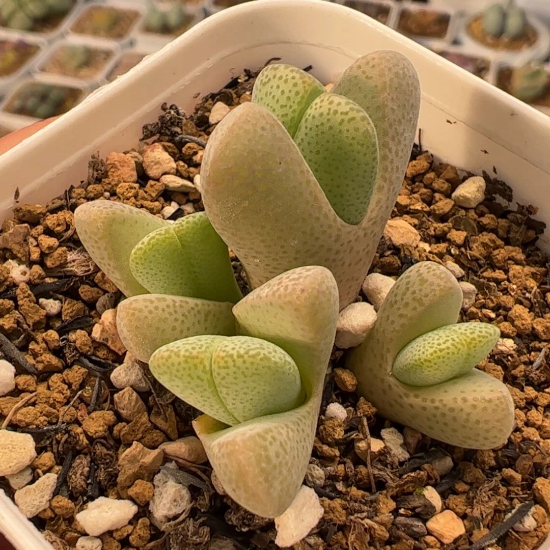 042多肉植物纤维