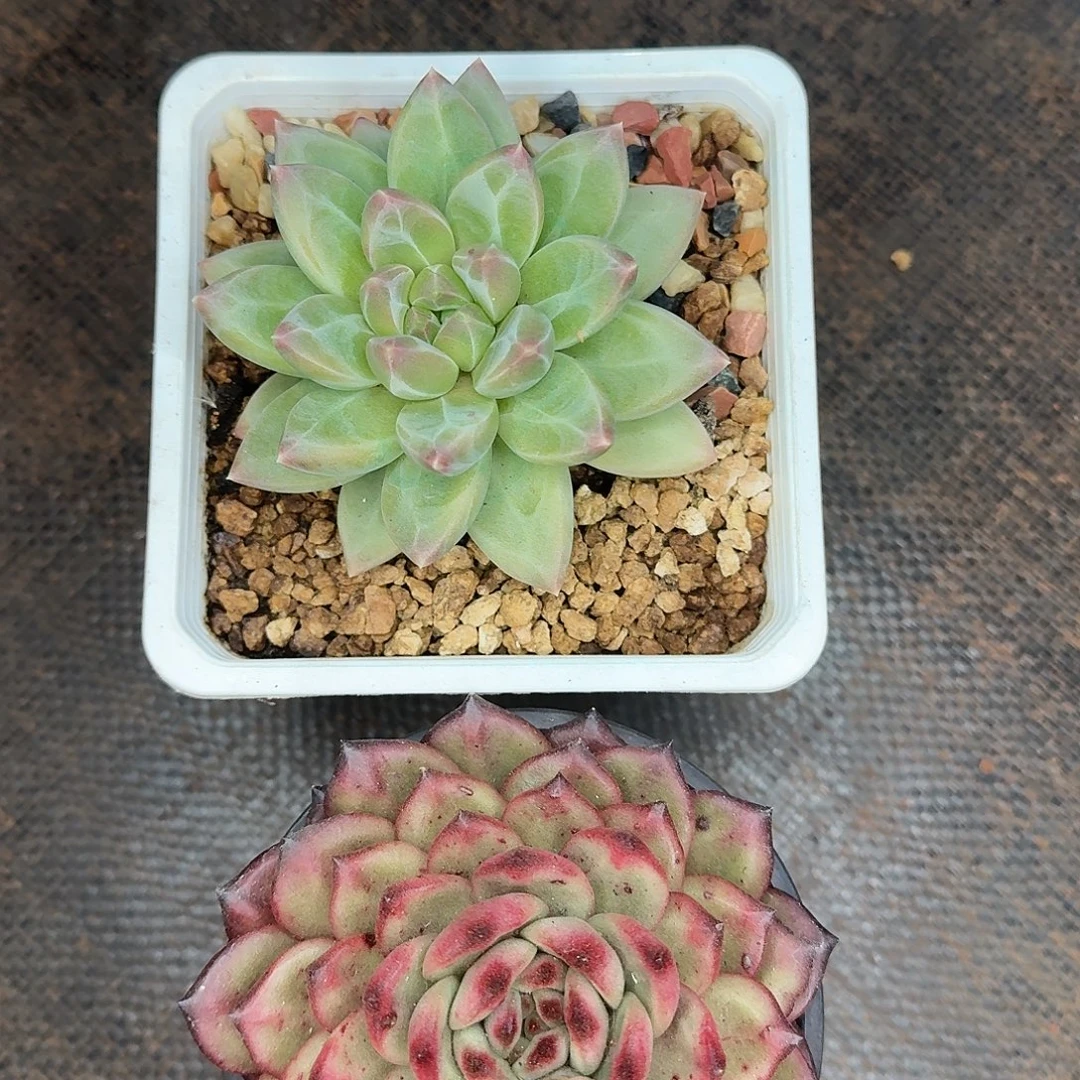 开播福利炸炸炸炸炸