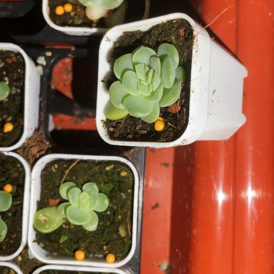 等****2无尽灯缀中盆一个满25包邮