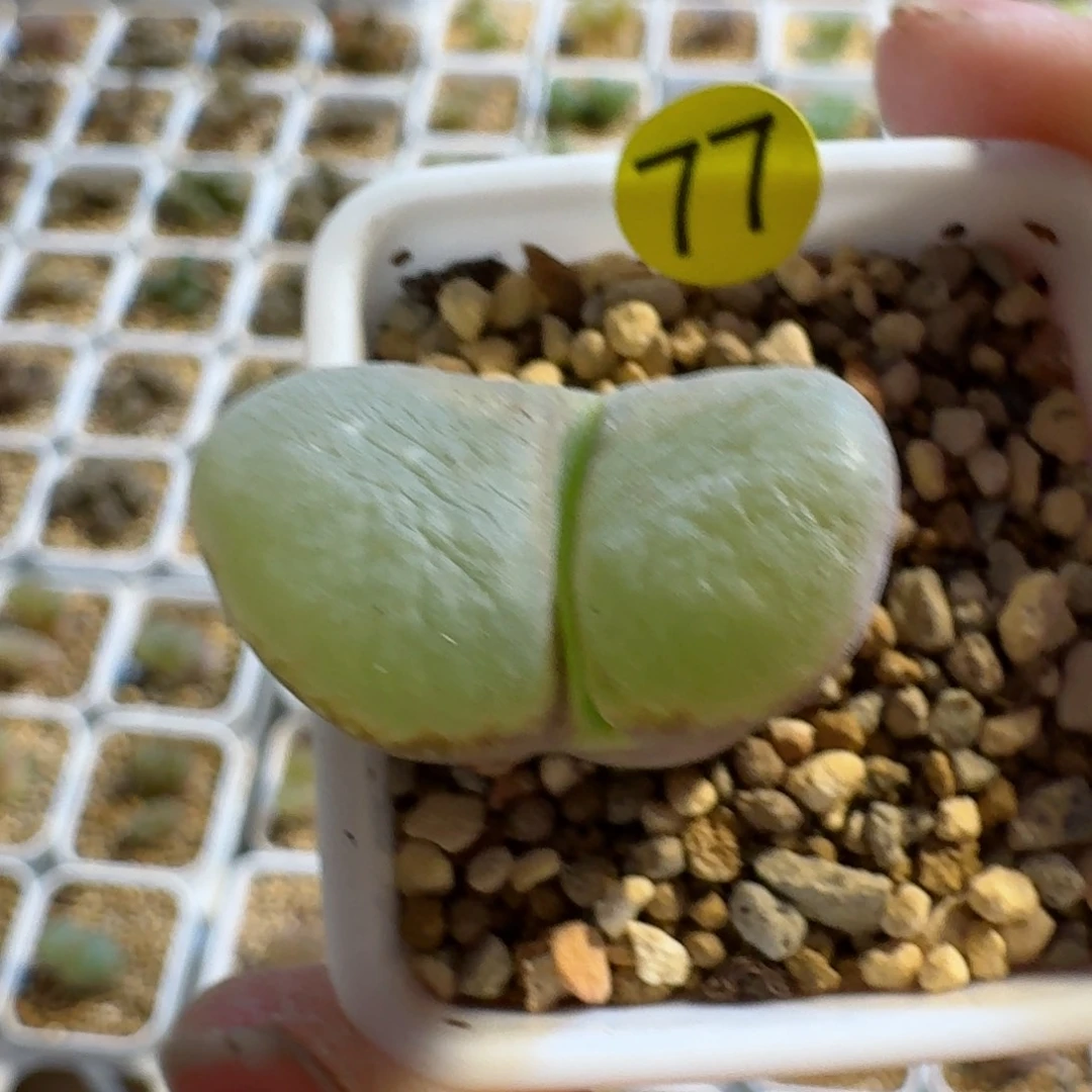 橘***ㄒ77.......多肉.....