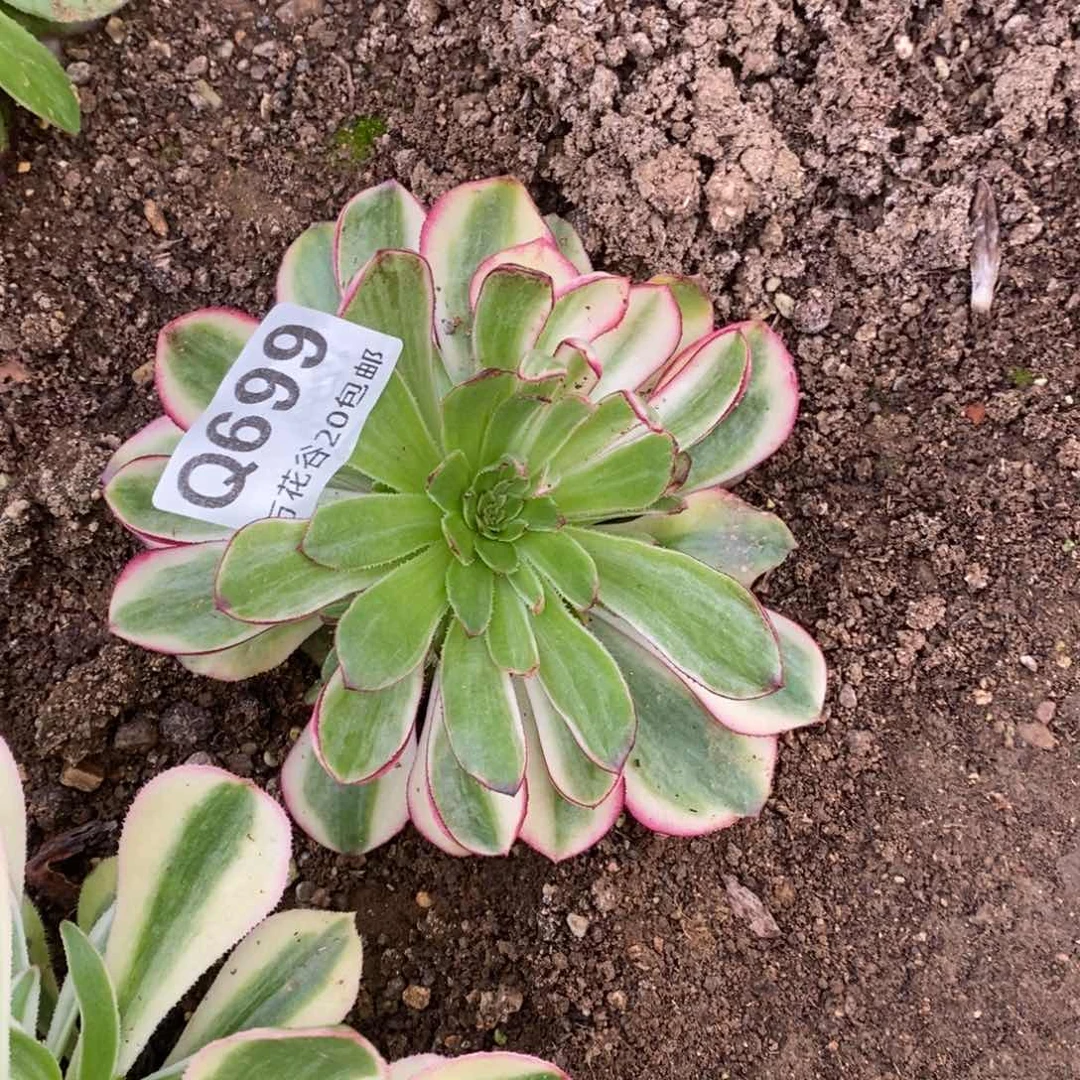 699荔枝多肉植物