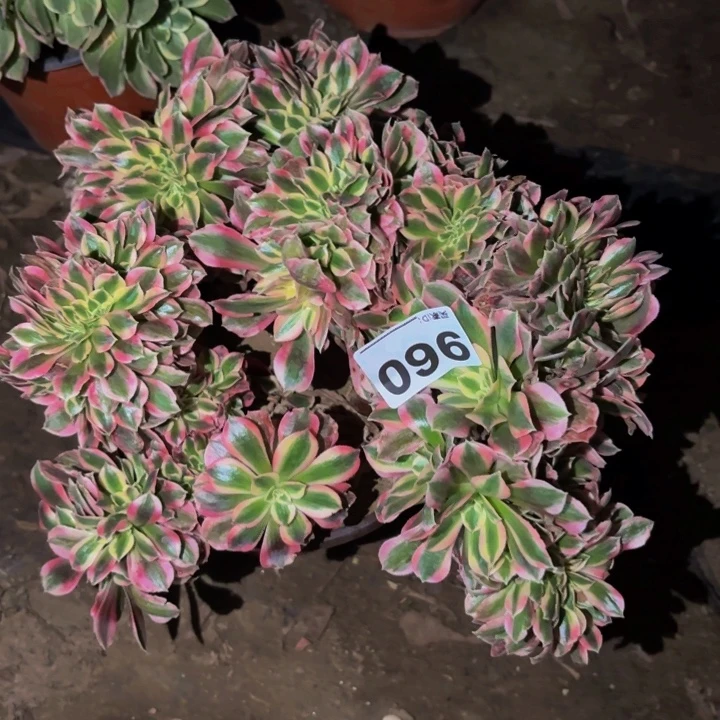 自***翔960妖月多肉植物不售后