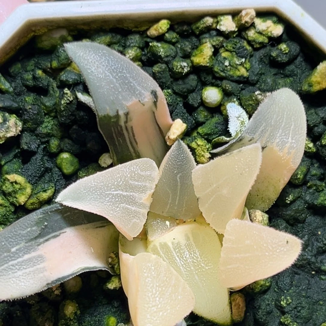 恭喜发财大吉大利755