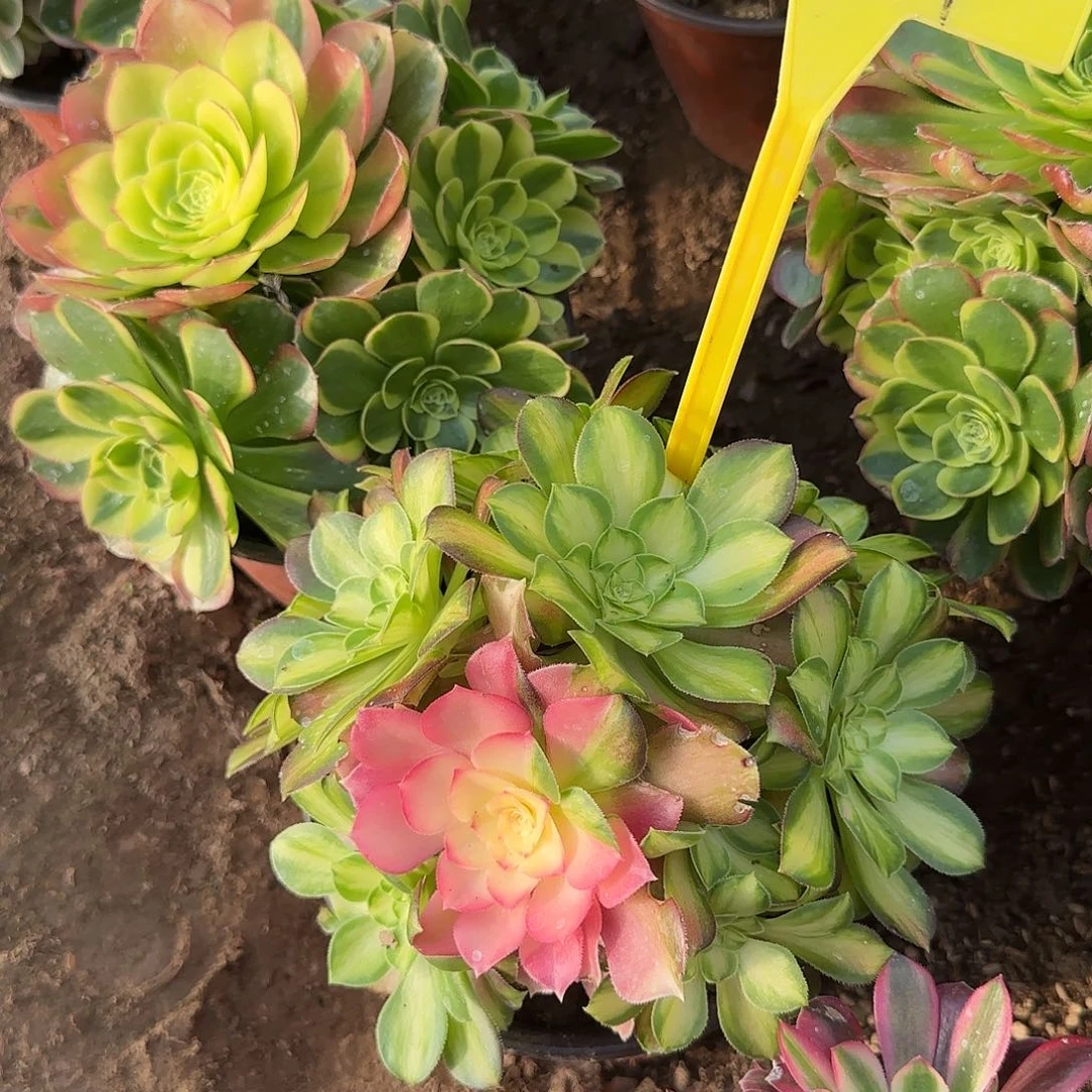 4161--韶华多头多肉