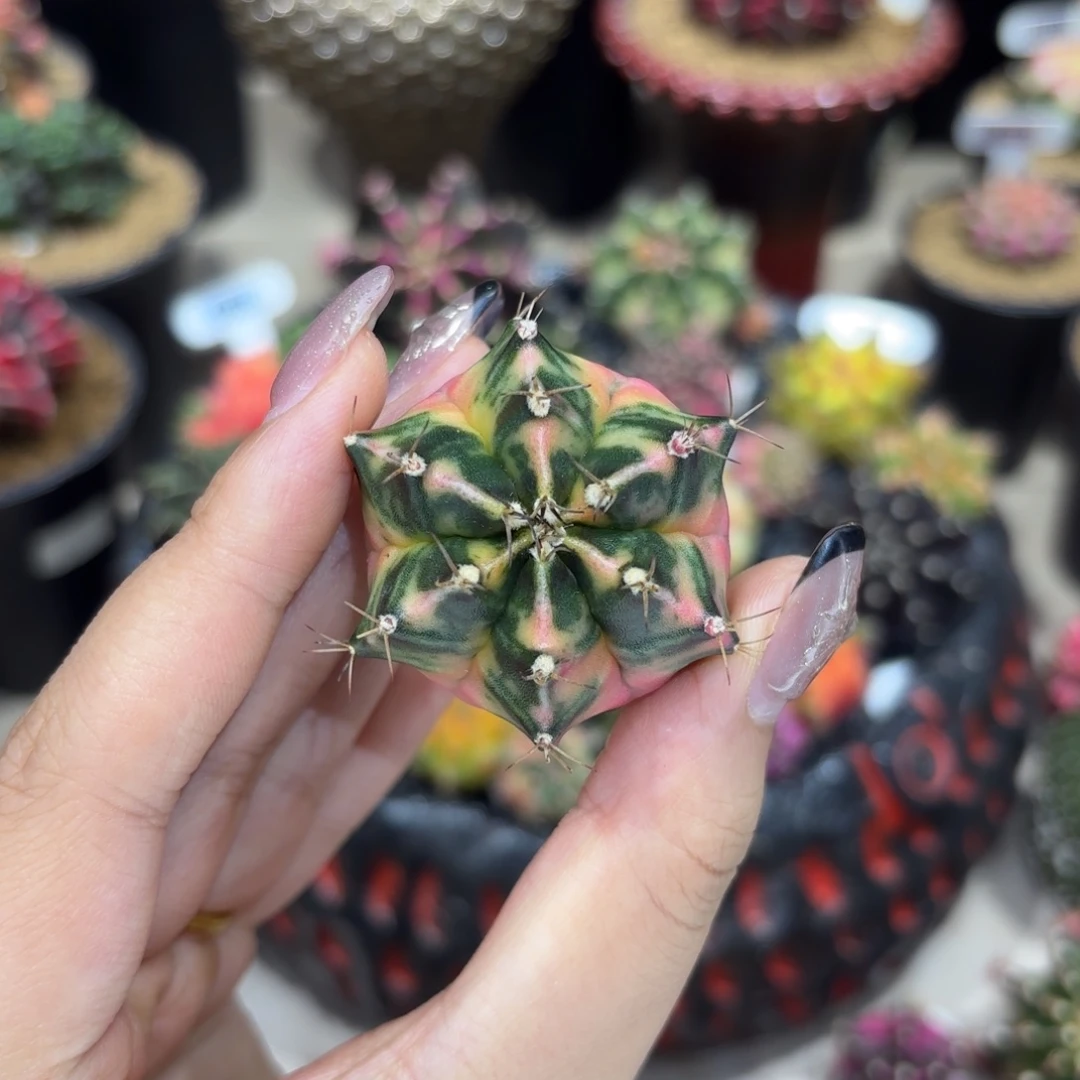 4.3cm黛安娜————018号