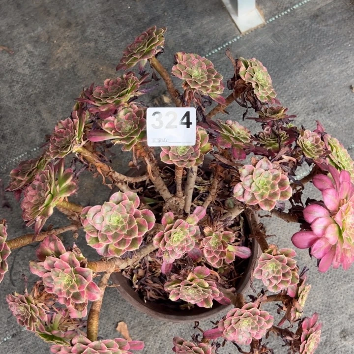 324天合朵朵30厘米左右