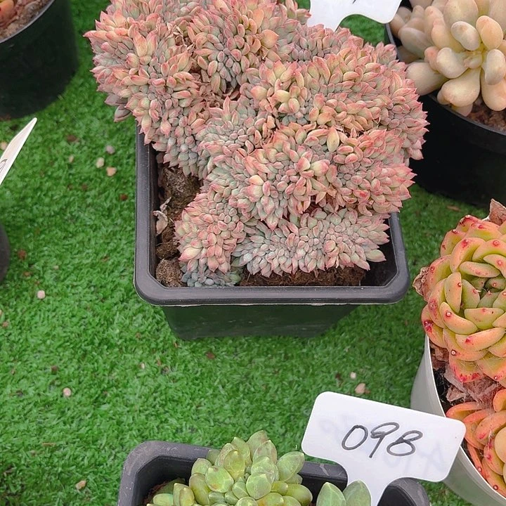 焱***焱丽娟花卉冰淇淋缀