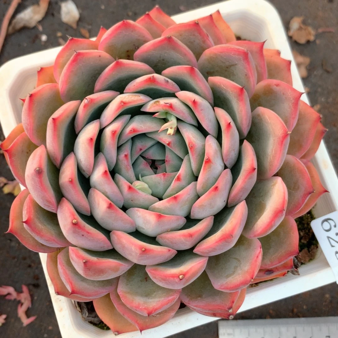 6238不包整散掉头不售后