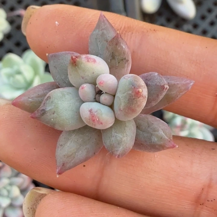 美人锦 一颗花剑