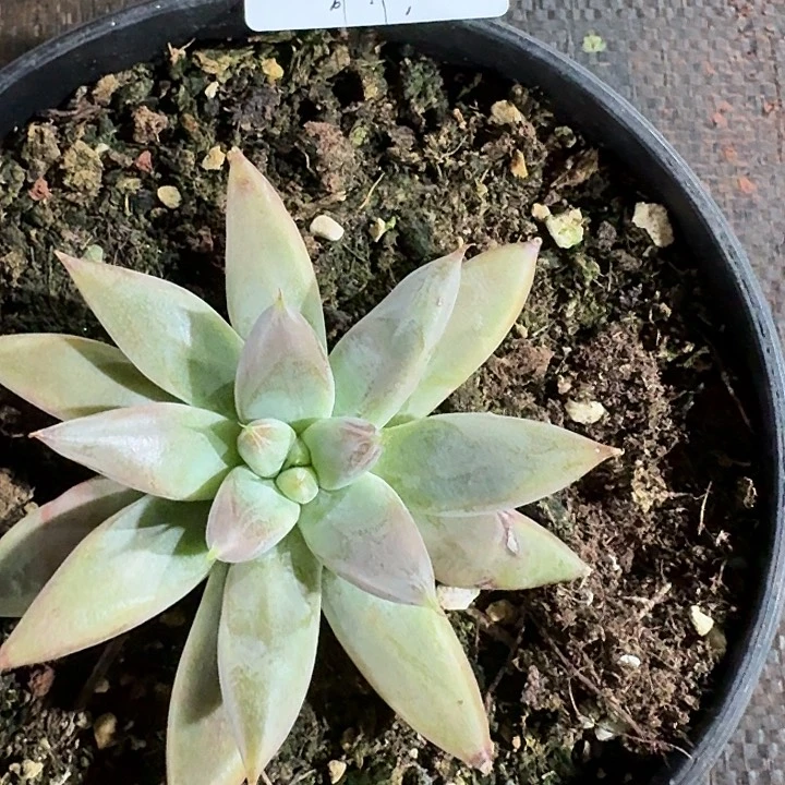 時***节多肉植物寄养时节