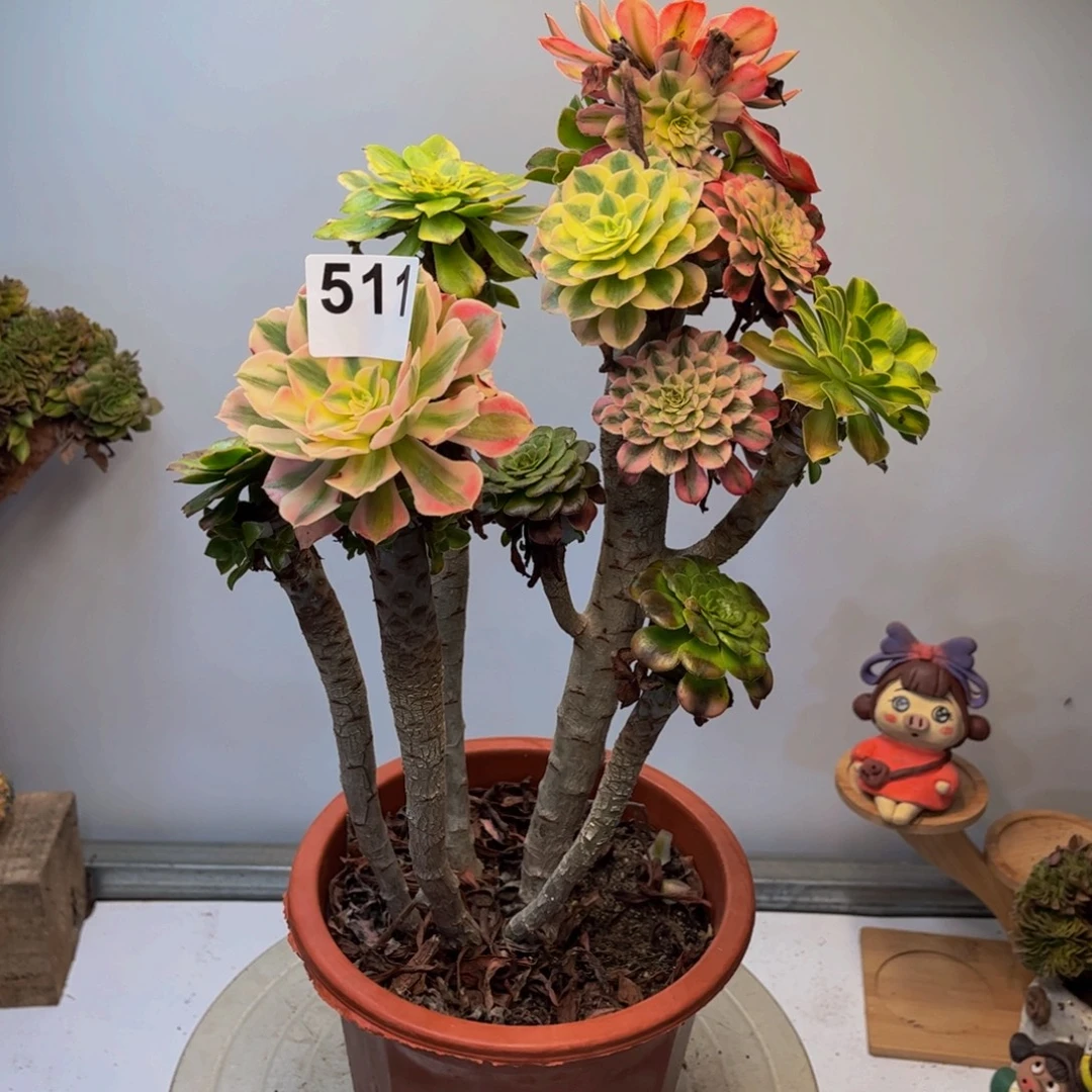 多肉植物嫁接511法师