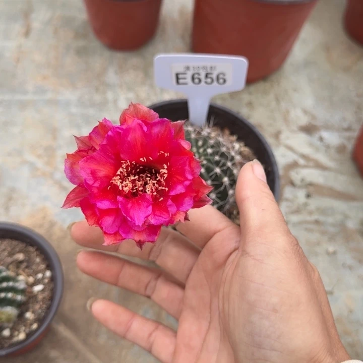 E656不知道彩草满20包邮