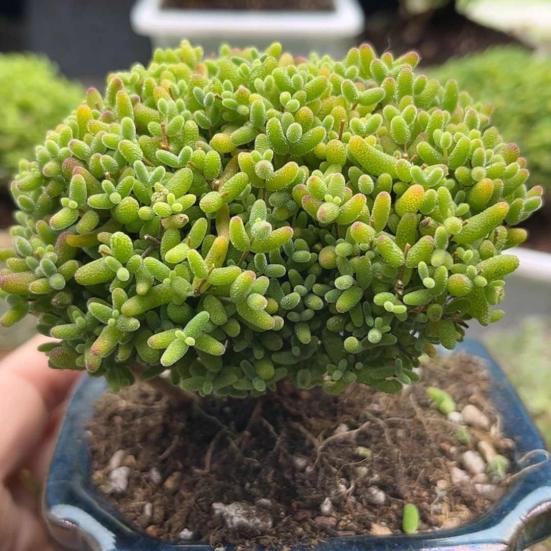 27蜜桔带盆优选枝干番杏