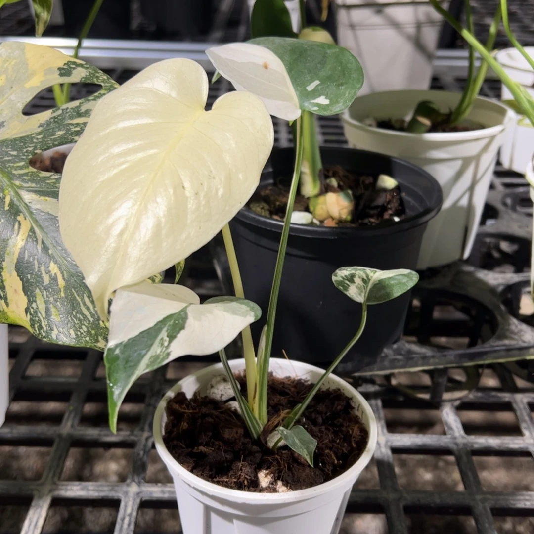完全开放花叶短白种子苗