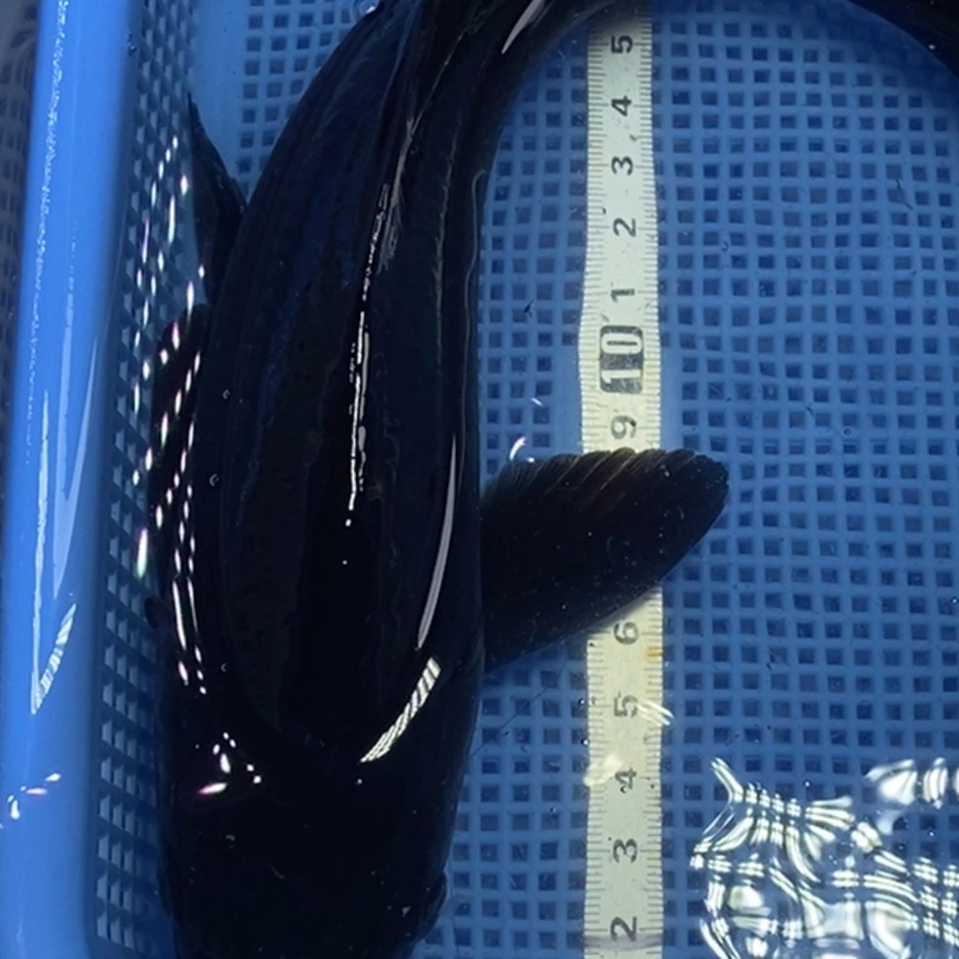 锦鲤冷水锦鲤包邮