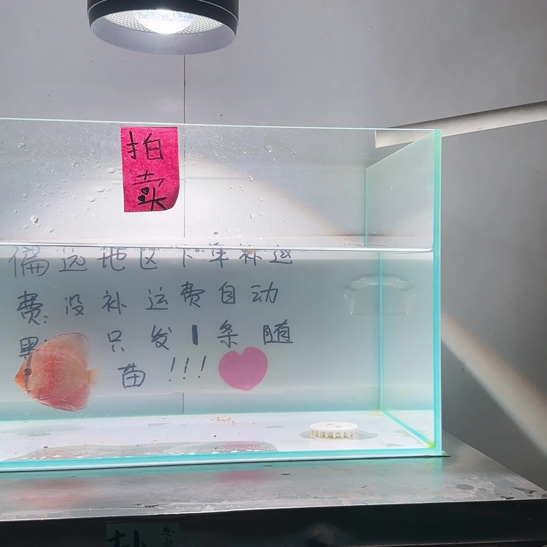 七彩神仙鱼肉身7-8偏远地区不拍