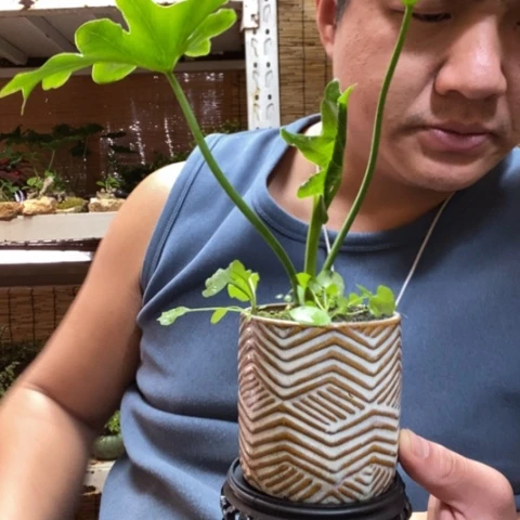 红陶浅**然一物一拍所见即所得159