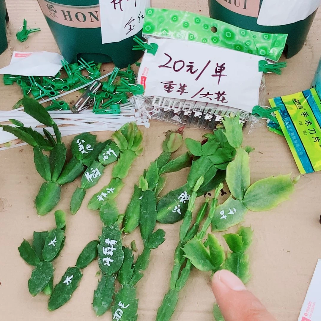 心***)无花朵叶片福利一物一拍