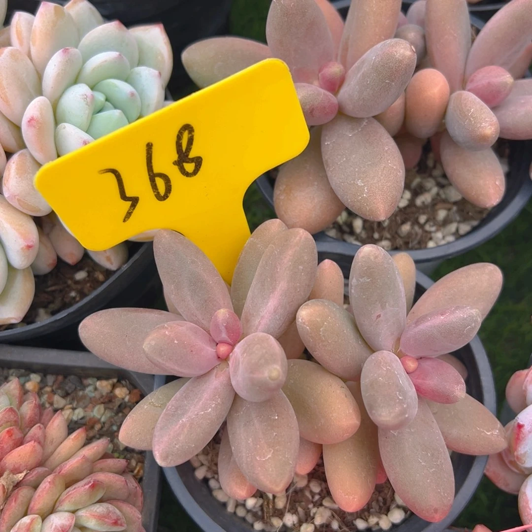 福利来啦打榜啦打榜