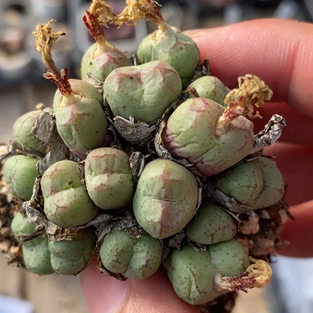 1246猴脸一群一群