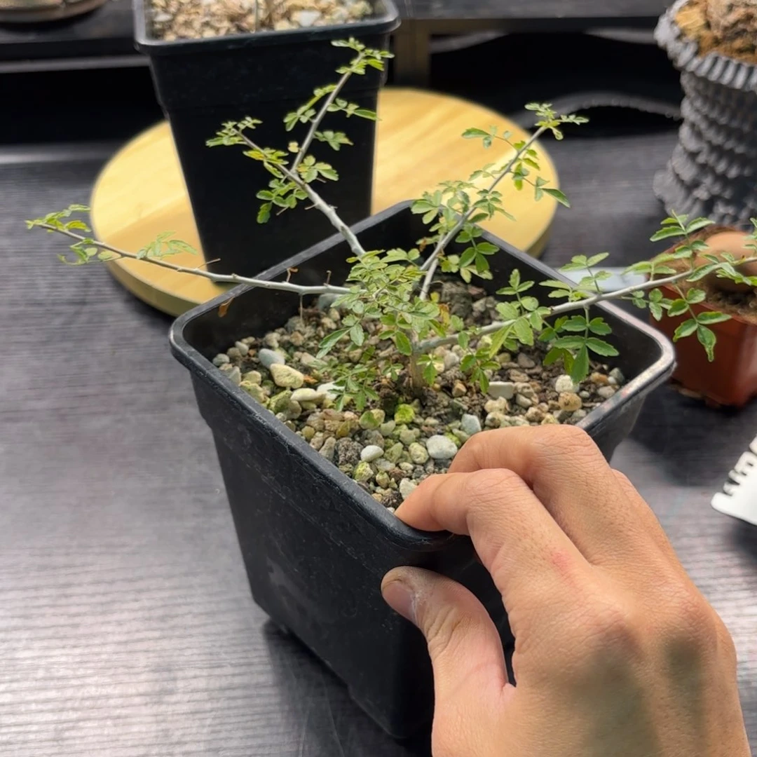 木强***头乳香带盆发货哈哈哈