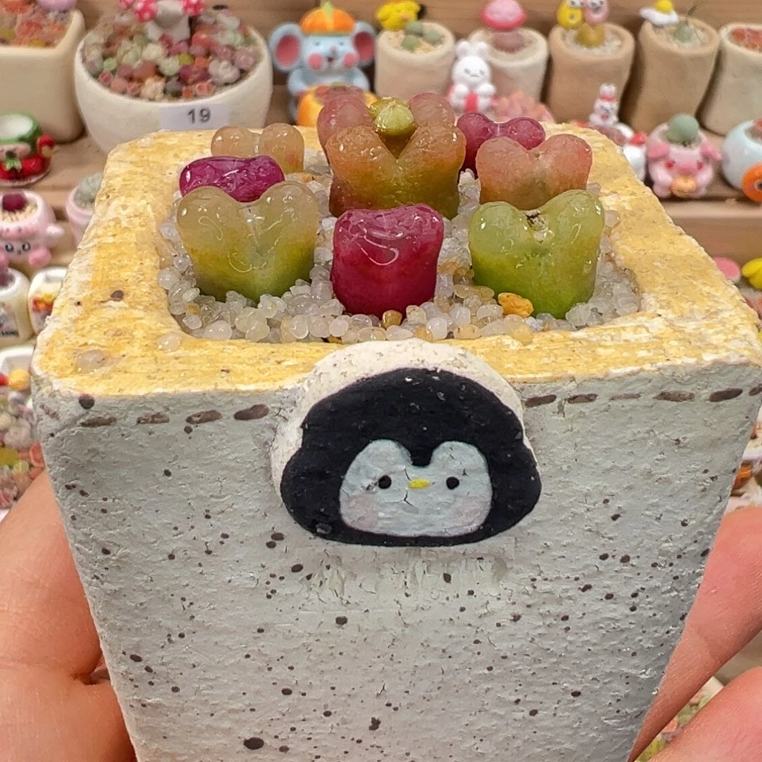 多肉植物26号彩色