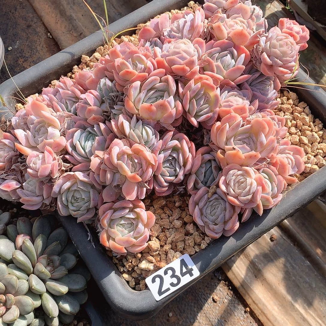 234吸纳 一物一拍多肉