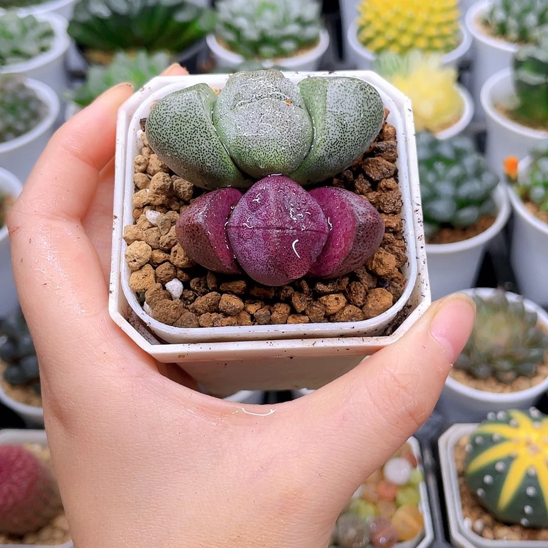 双元宝多肉，白盆