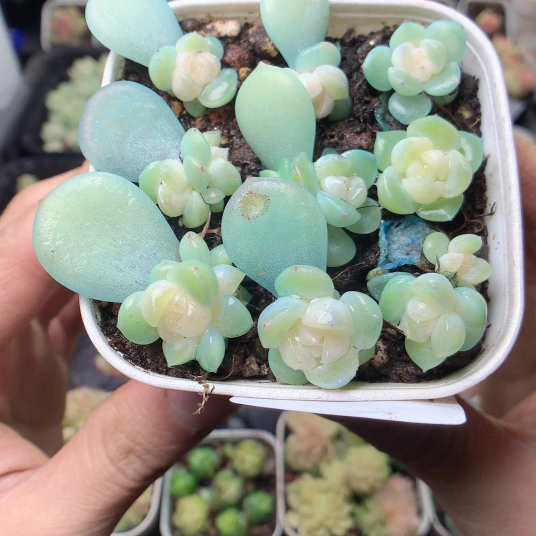 无花朵Q23。财富yyyyy
