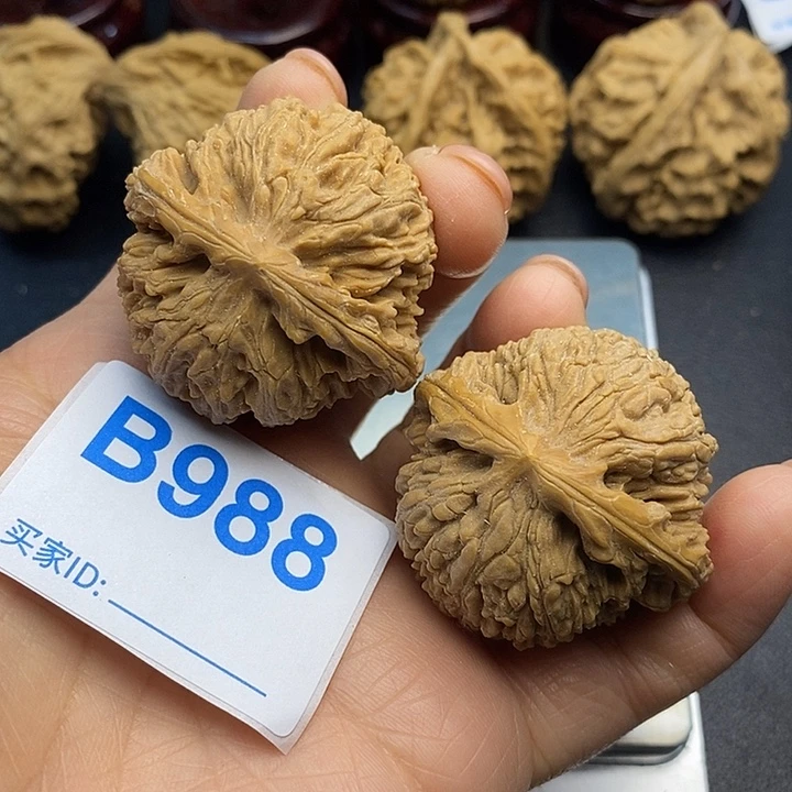 小***学核桃球疆4.1有修000000000