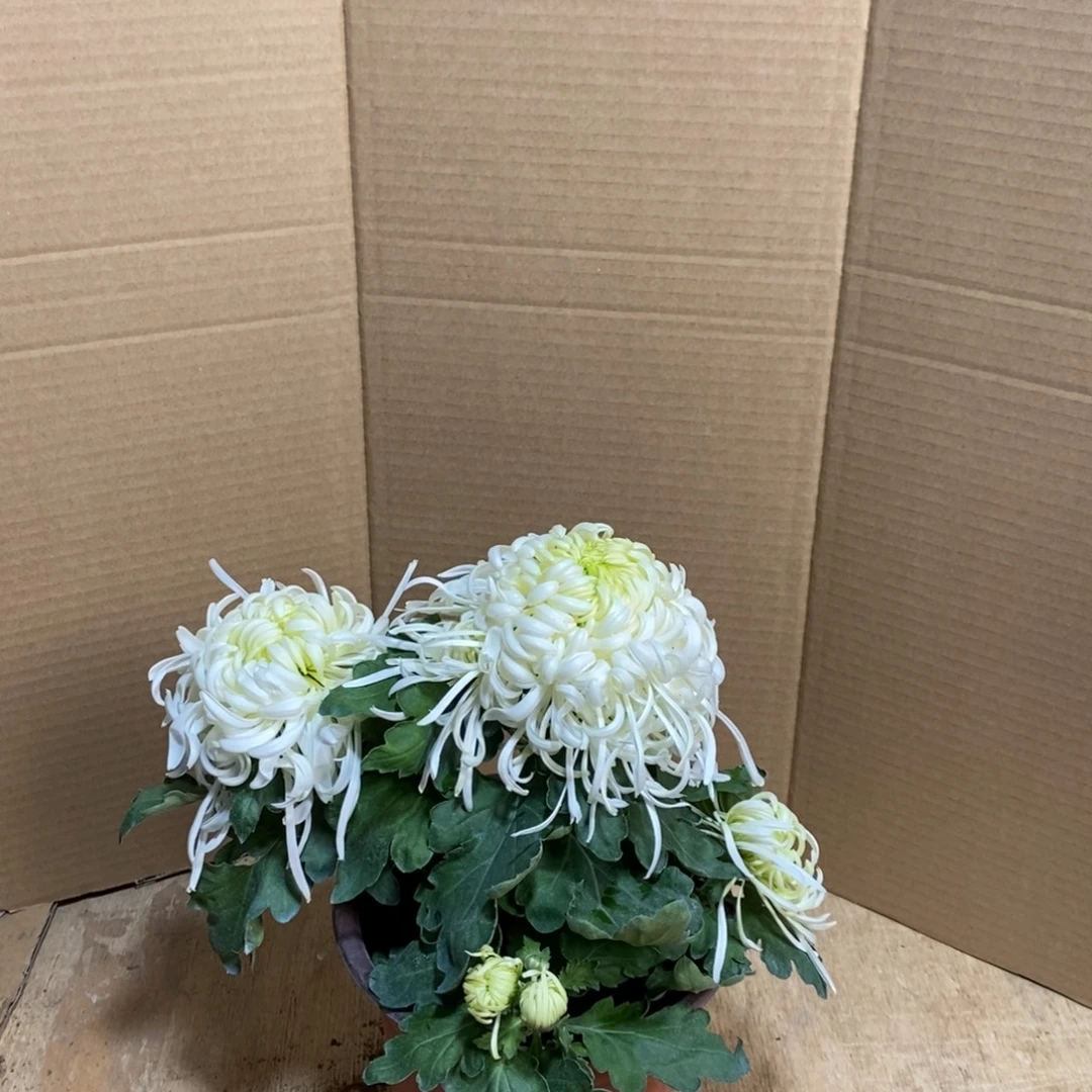 完全开放000000236