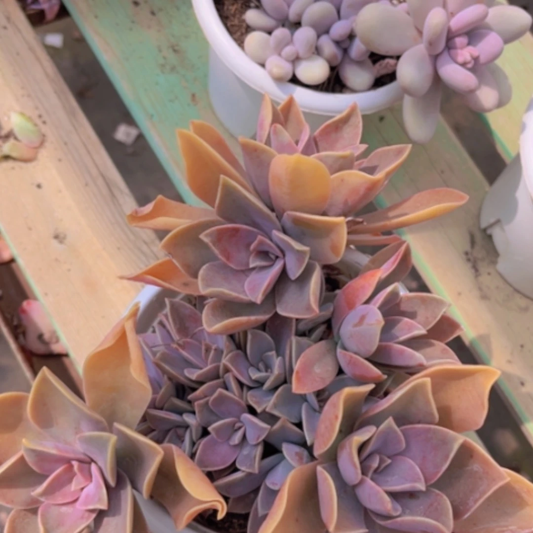 【闪购商品】太妃糖1762